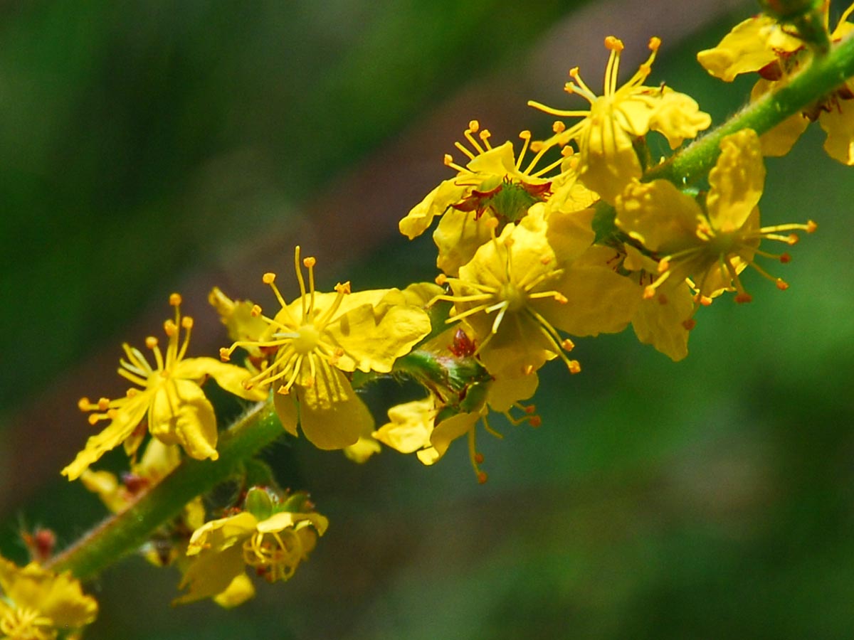Bl&uuml;ten
